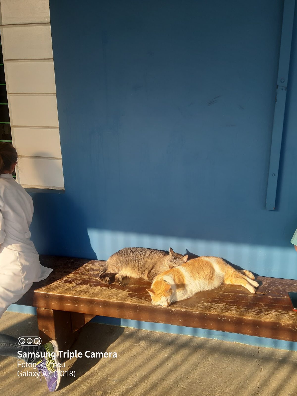 Gatos tomando sol no banco