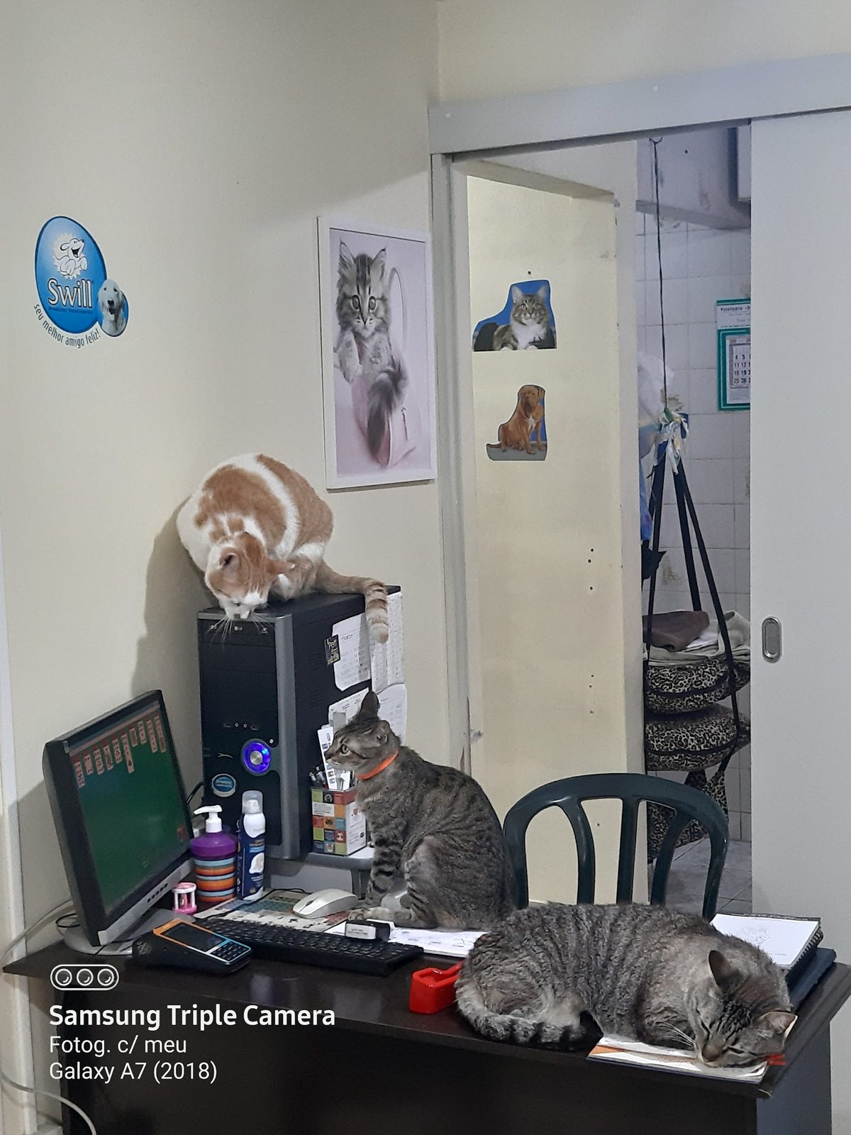 Gatos da casa no Dálmata